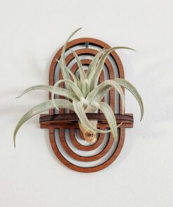 Enchanting Boho Rainbow Air Plant Wall Display Elevate Your Plant Sanctuary