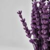 Enchanting Lavender Bundle Nature's Fragrance for Home, Events, and Crafts
