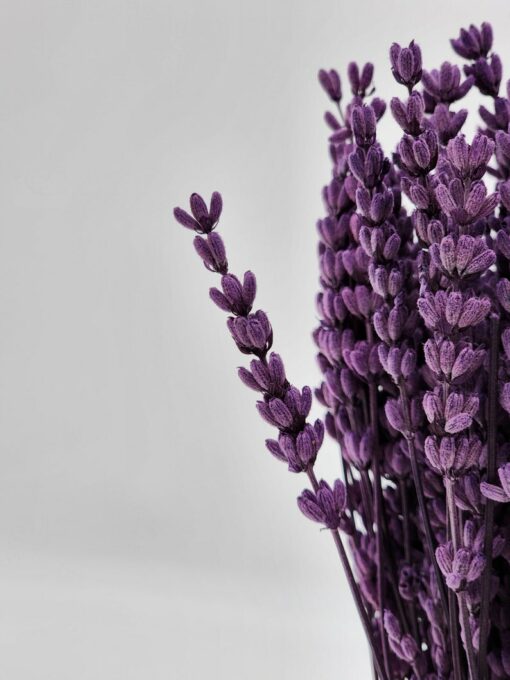 Enchanting Lavender Bundle Nature's Fragrance for Home, Events, and Crafts