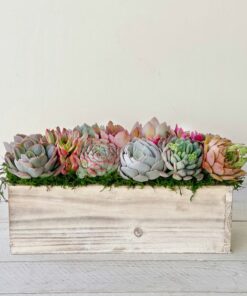 Succulent Garden Box A Perfect Gift for Loved Ones and Clients