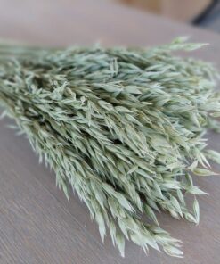 Natural Soft Green Avena Oats/Grains Bunch - Large 8oz Dried Avena Bouquet for Farmhouse Decor