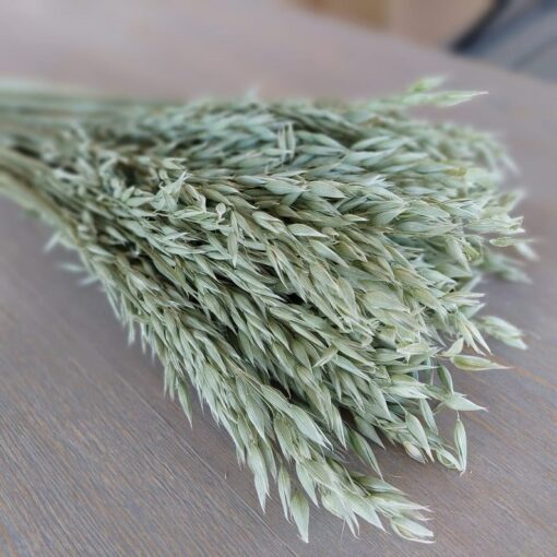 Natural Soft Green Avena Oats/Grains Bunch - Large 8oz Dried Avena Bouquet for Farmhouse Decor