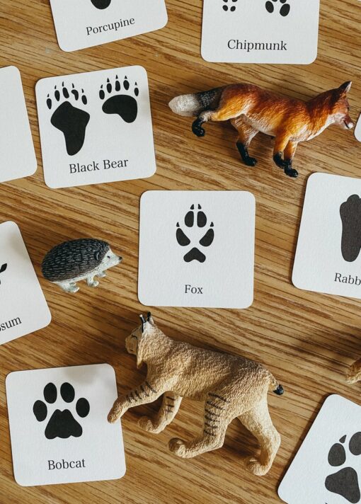 Animal Track Mini Flashcards Unlock the Secrets of Nature's Footprints