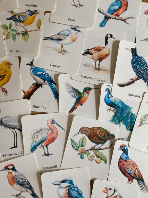 Discover the World of Birds Printable Flashcards for Nature Enthusiasts