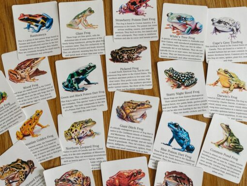 Discover the World of Frogs Printable Flashcards for Nature Science Exploration
