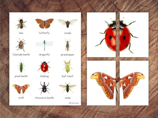 Engaging Insect Symmetry Puzzles and Matching Cards for Toddler Preschool Learning