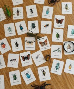 Explore the Wonders of Nature Printable Insect Flashcards for Homeschooling and Nature Study