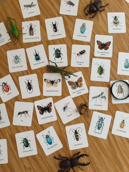 Explore the Wonders of Nature Printable Insect Flashcards for Homeschooling and Nature Study