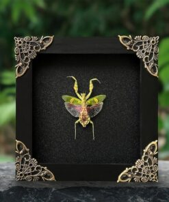 Unveiling the Enigmatic Mantis Creobroter A Framed Shadow Box of Nature's Intriguing Curiosity