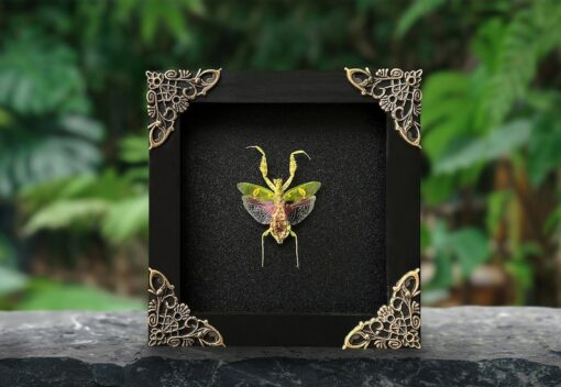 Unveiling the Enigmatic Mantis Creobroter A Framed Shadow Box of Nature's Intriguing Curiosity