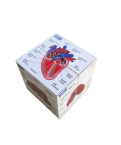 Vetmed Anatomy Study Cube Master Canine Anatomy for VTNE and Vet Tech Success