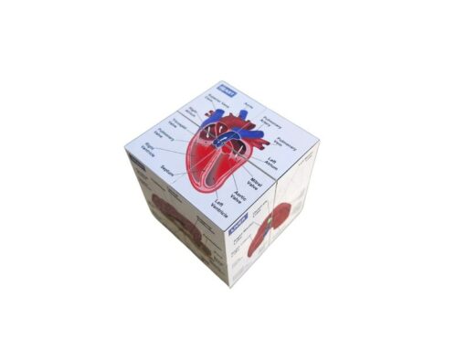 Vetmed Anatomy Study Cube Master Canine Anatomy for VTNE and Vet Tech Success