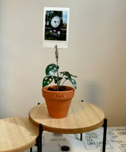 Monstera Adansonii Swiss Cheese Plant in a Handcrafted Photo Stand | 2" Potted Plant with Hand-Painted Leaves