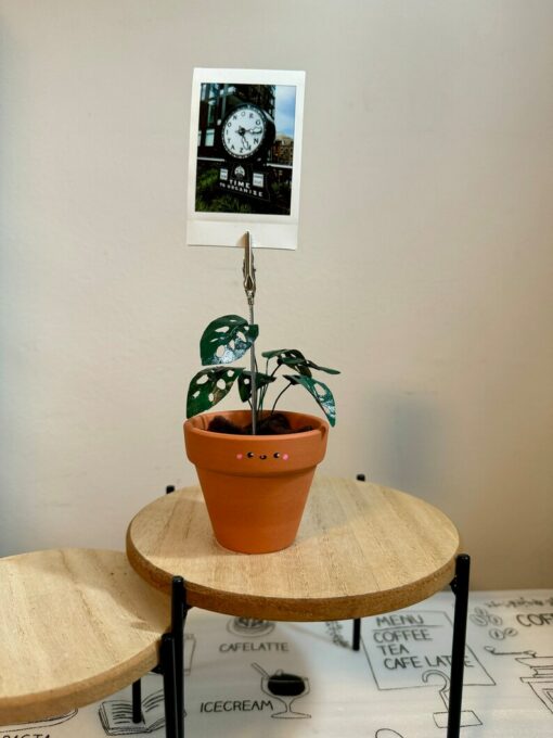 Monstera Adansonii Swiss Cheese Plant in a Handcrafted Photo Stand | 2" Potted Plant with Hand-Painted Leaves